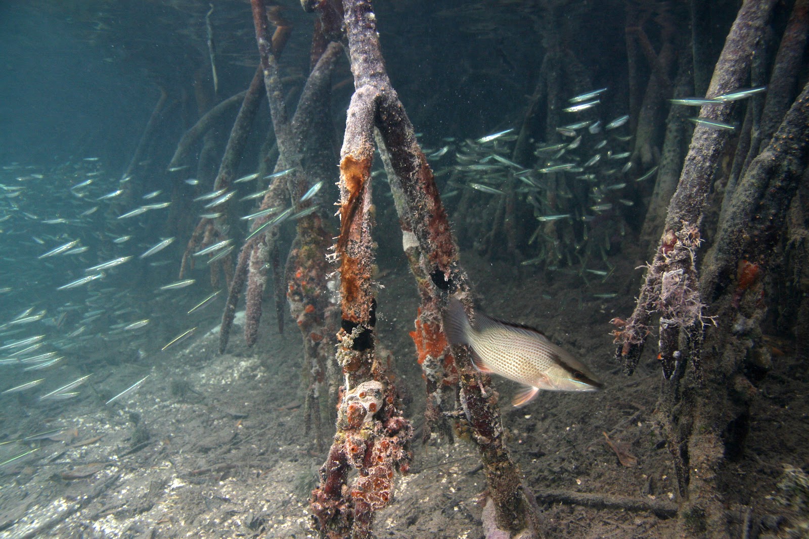 underwater mangrove habitat